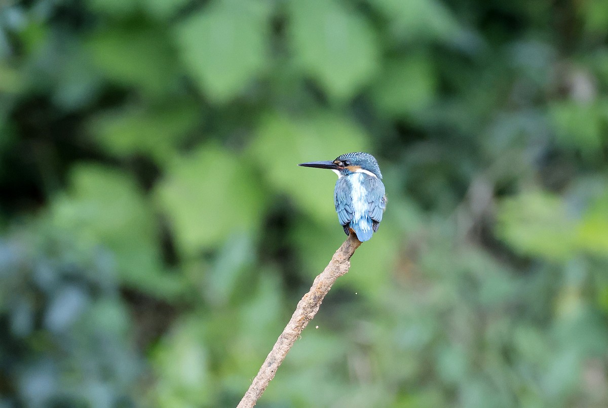 Common Kingfisher - Stuart Kelly