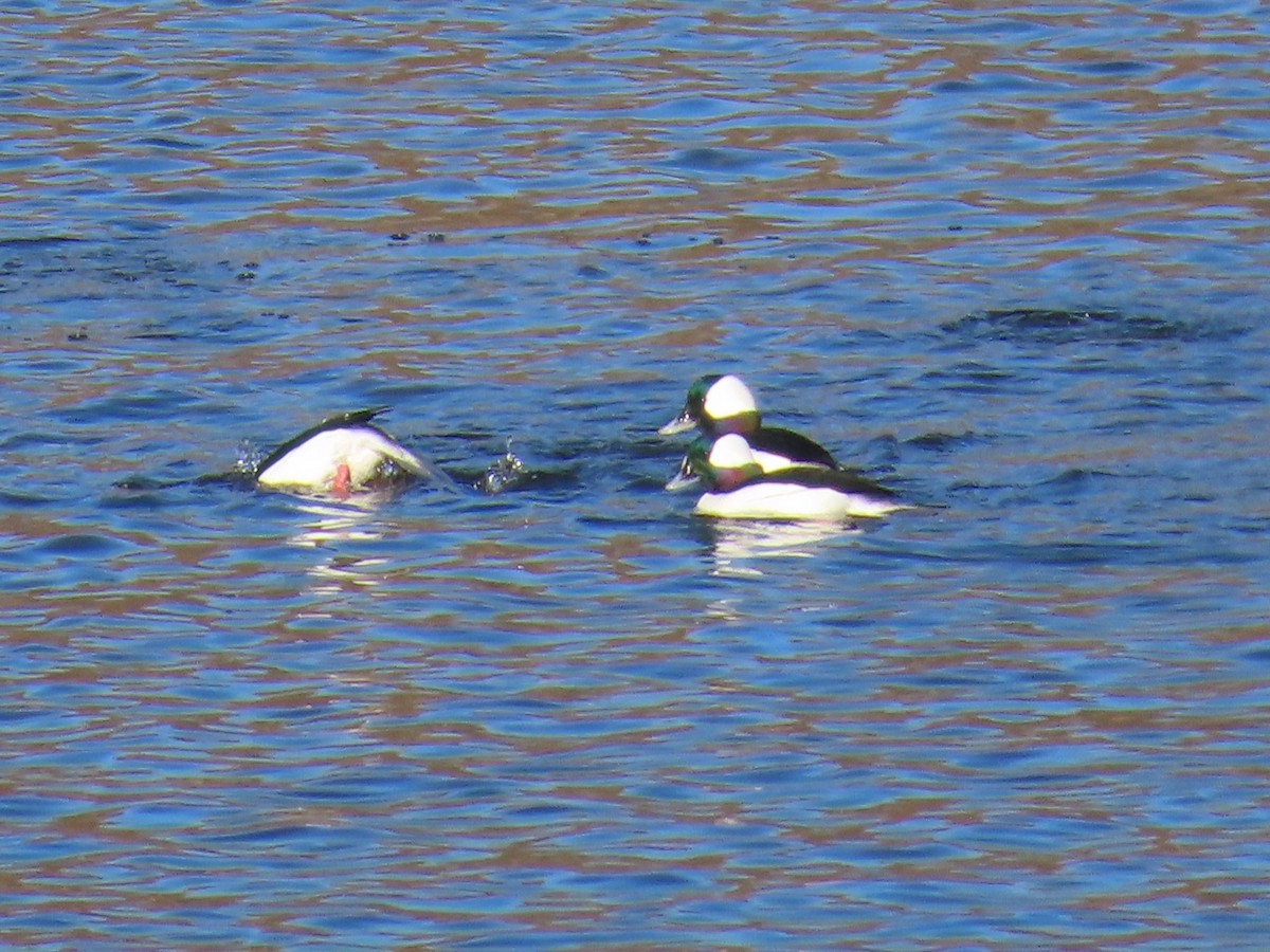 Bufflehead - ML535332871