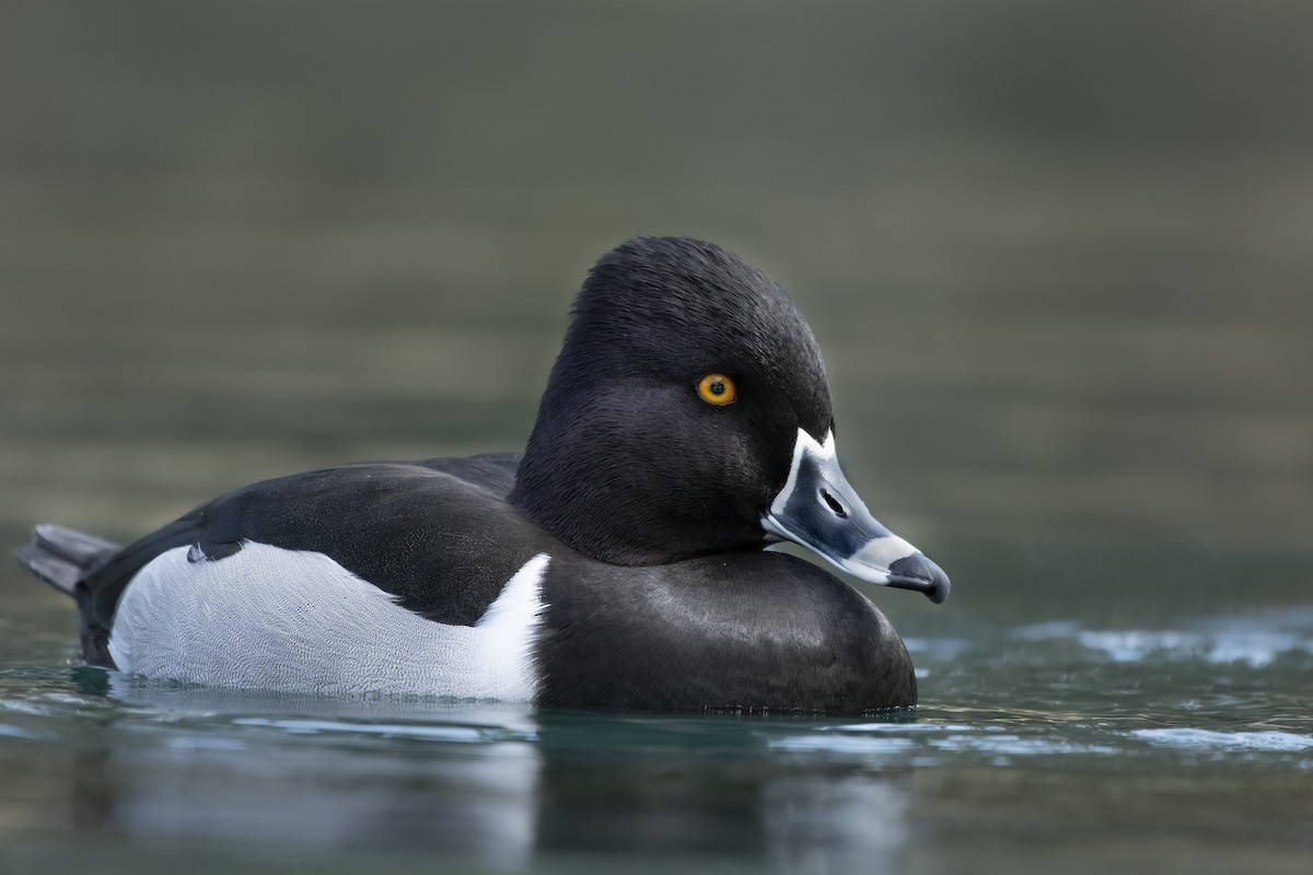 Ring-necked Duck - Sean Siebuhr