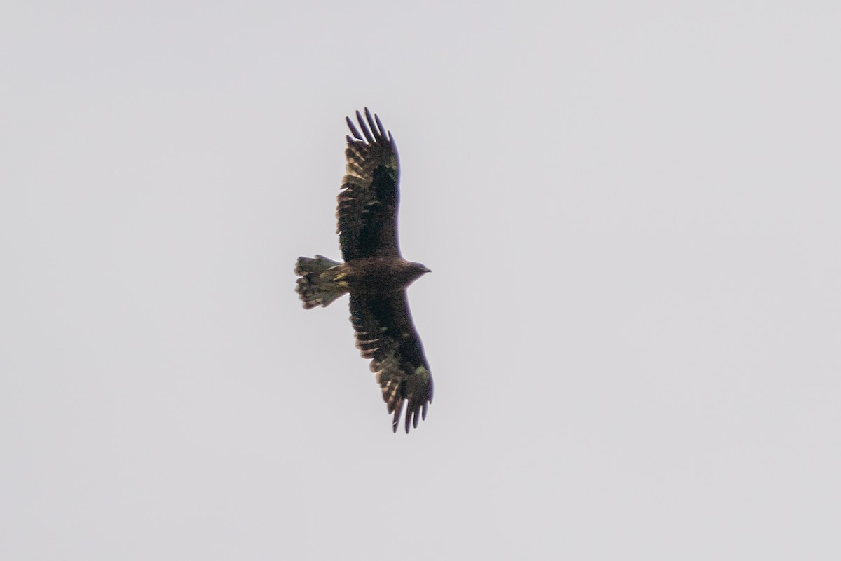 Booted Eagle - Andy Lee