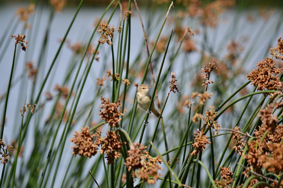 Australian Reed Warbler - ML535335851