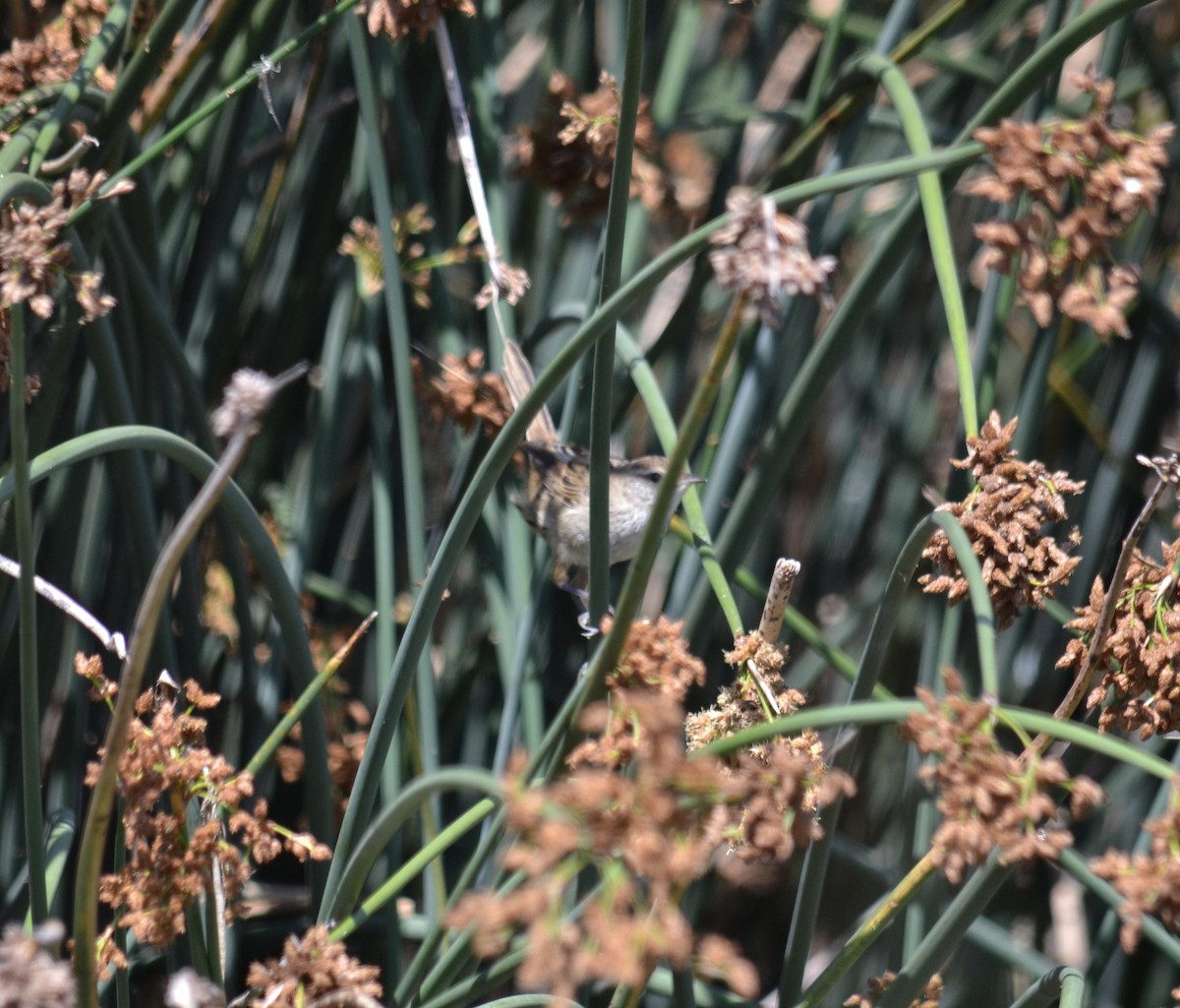 Little Grassbird - ML535336071