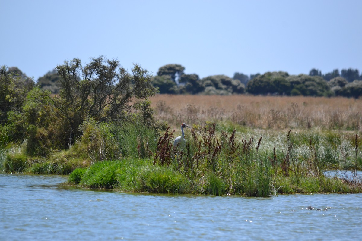 Brolga - ML535336221