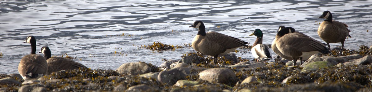 Canada Goose - Walter Thorne