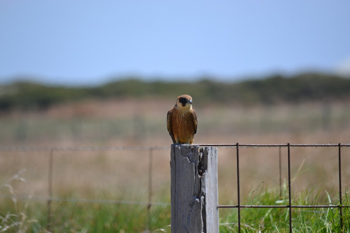 Australian Hobby - ML535336351