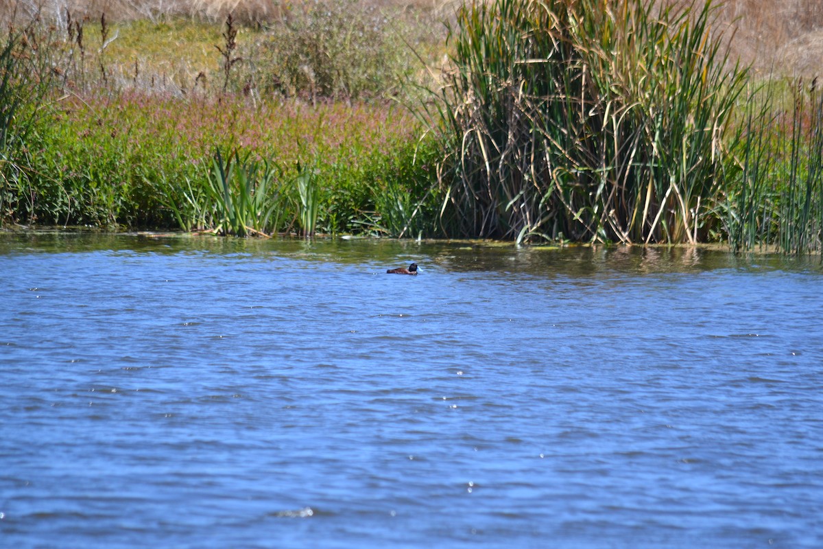Blue-billed Duck - ML535336611