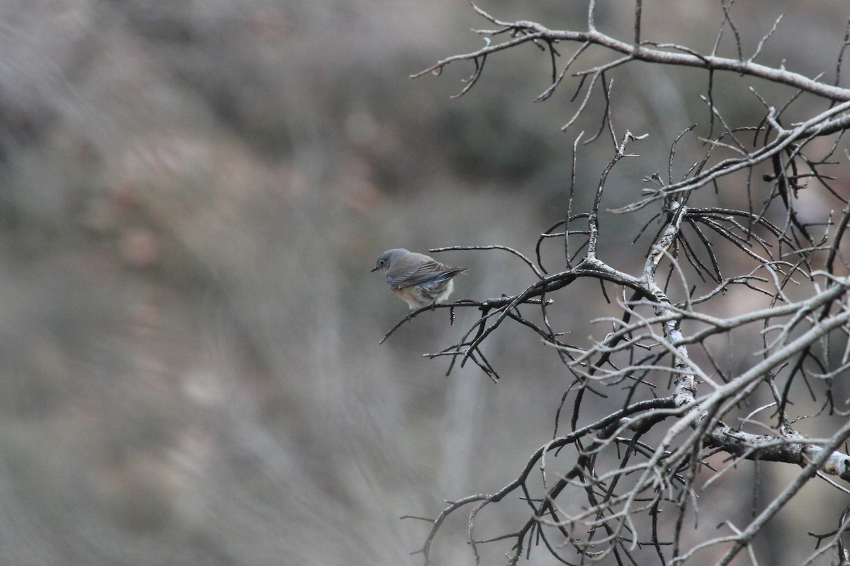 Mountain Bluebird - ML535336751