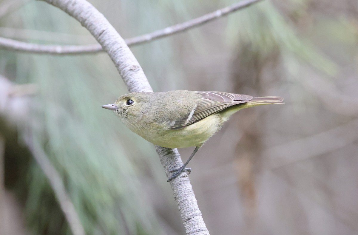 Hutton's Vireo - Chris Kennelly