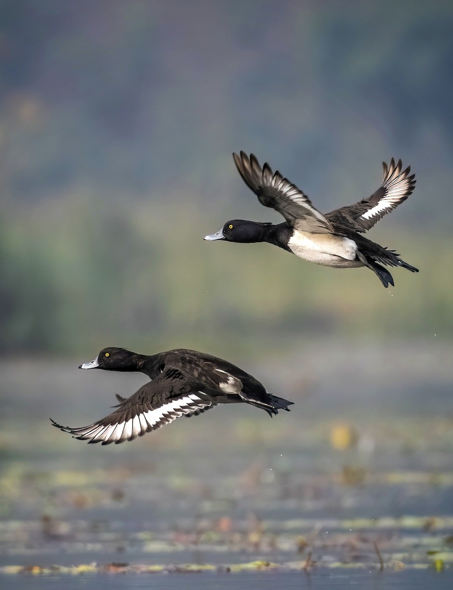 Tufted Duck - ML535337031