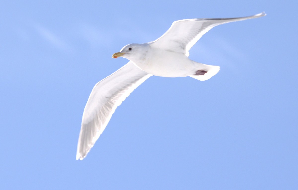 Glaucous-winged Gull - Walter Thorne