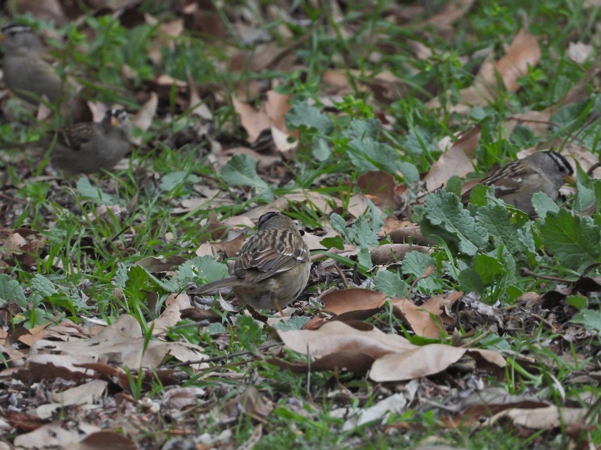 White-crowned Sparrow - ML535338641