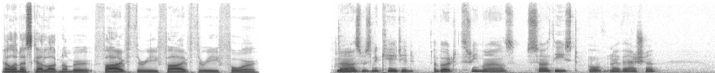 Rock Hyrax - ML53534