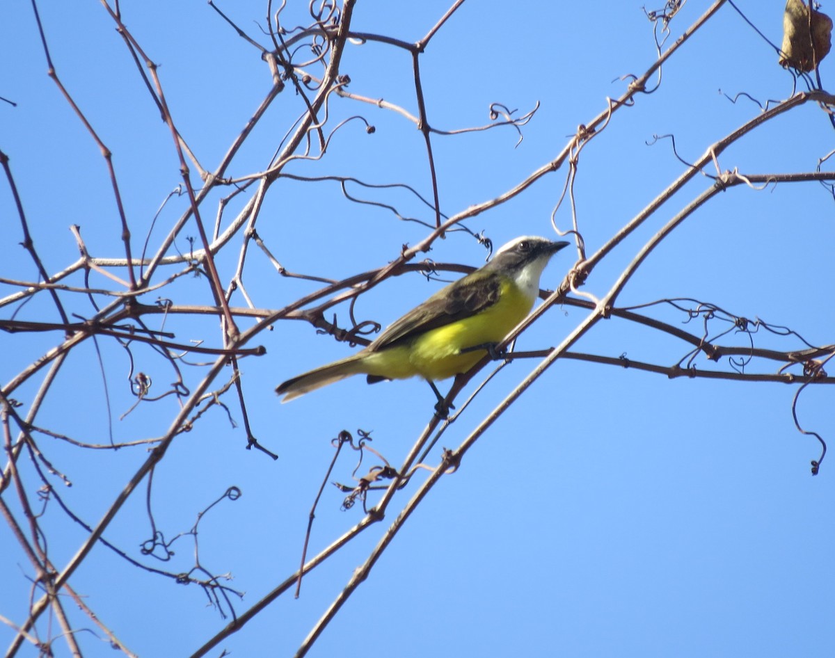 Social Flycatcher - ML535340771