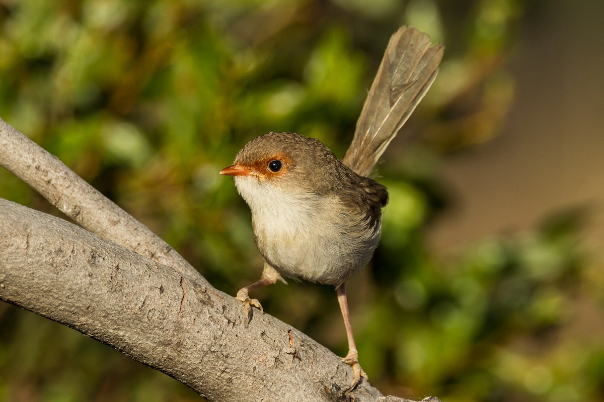 Superb Fairywren - ML535341881