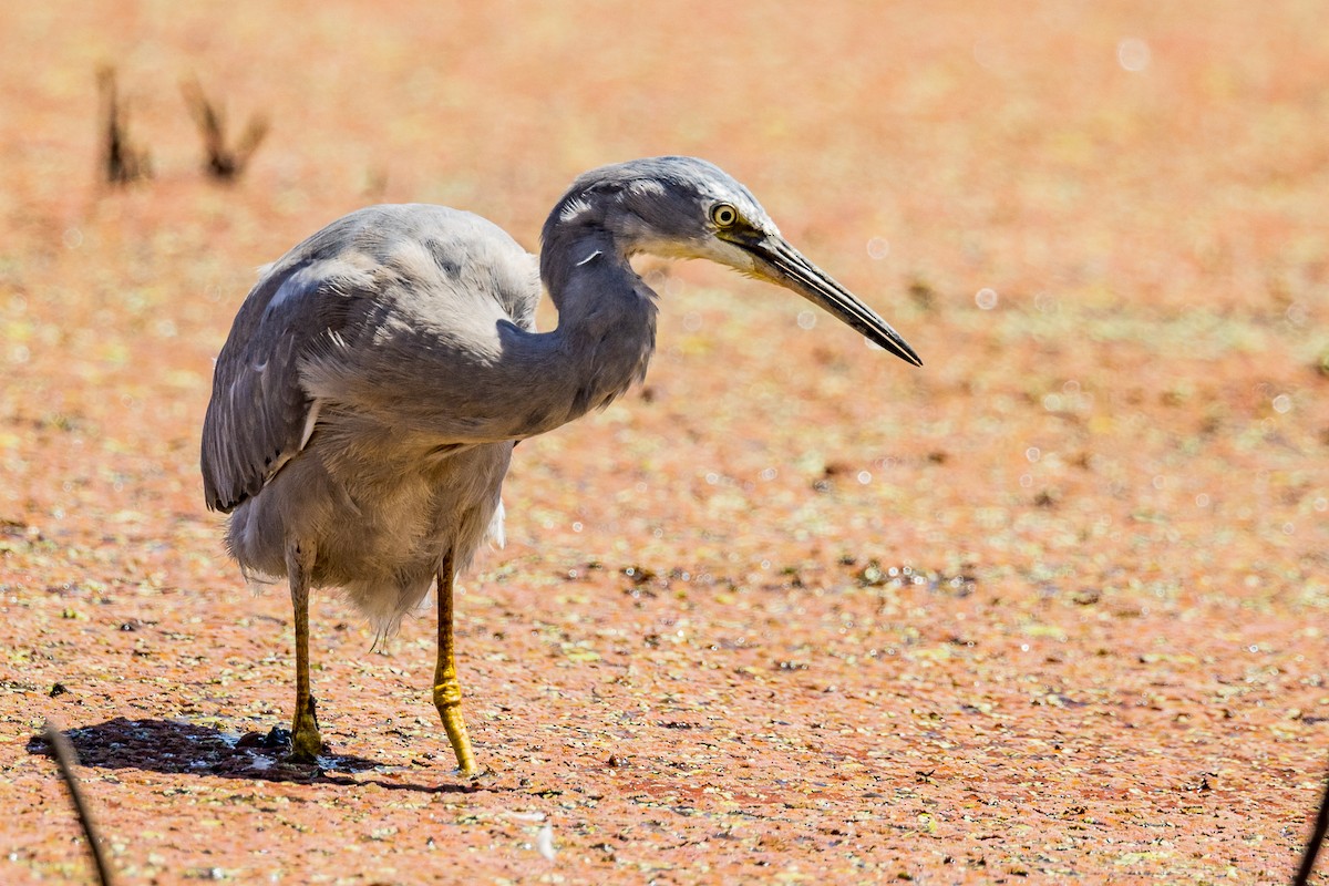 White-faced Heron - ML535341921