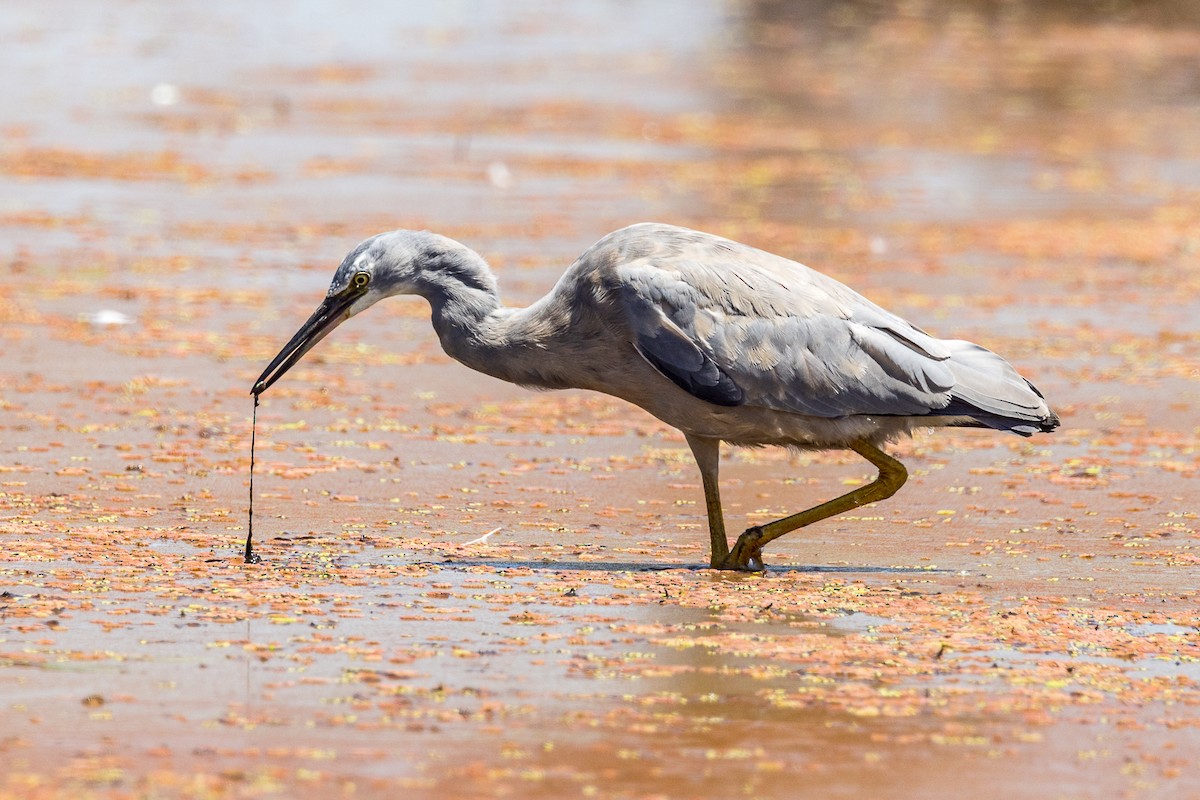 White-faced Heron - ML535341941