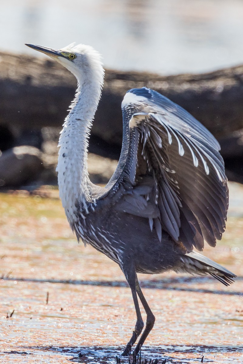 Pacific Heron - ML535341951