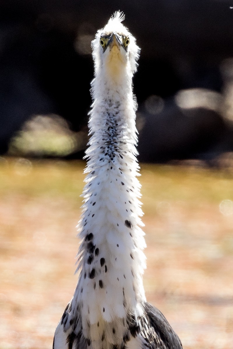 Pacific Heron - ML535342001