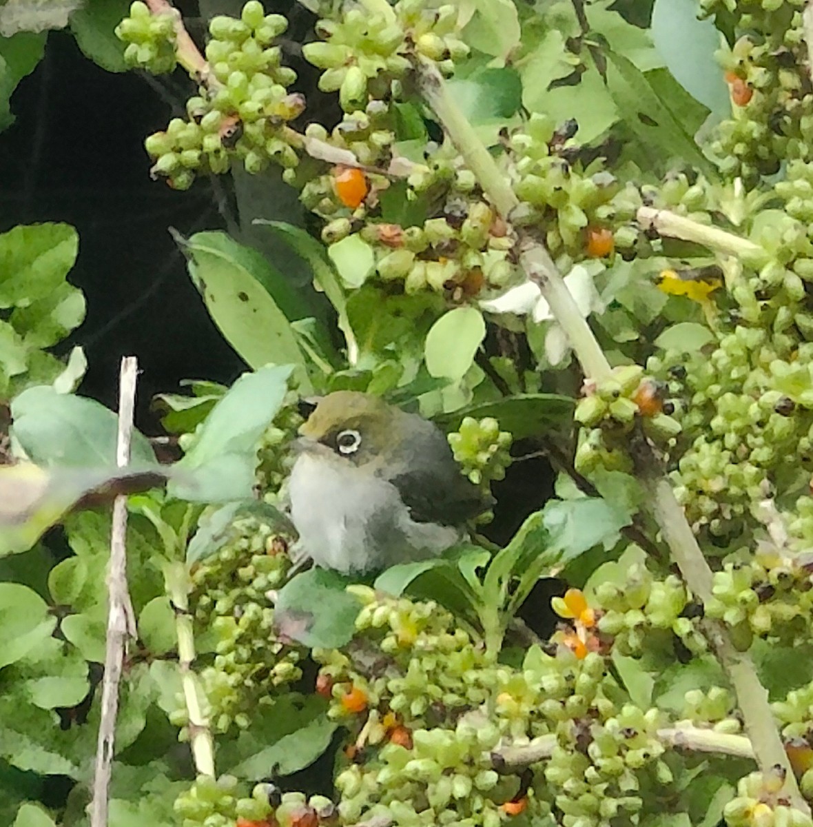 Silvereye - ML535344291