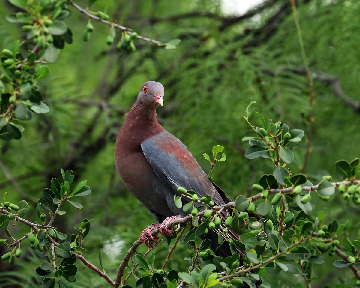 Pigeon à bec rouge - ML53534511