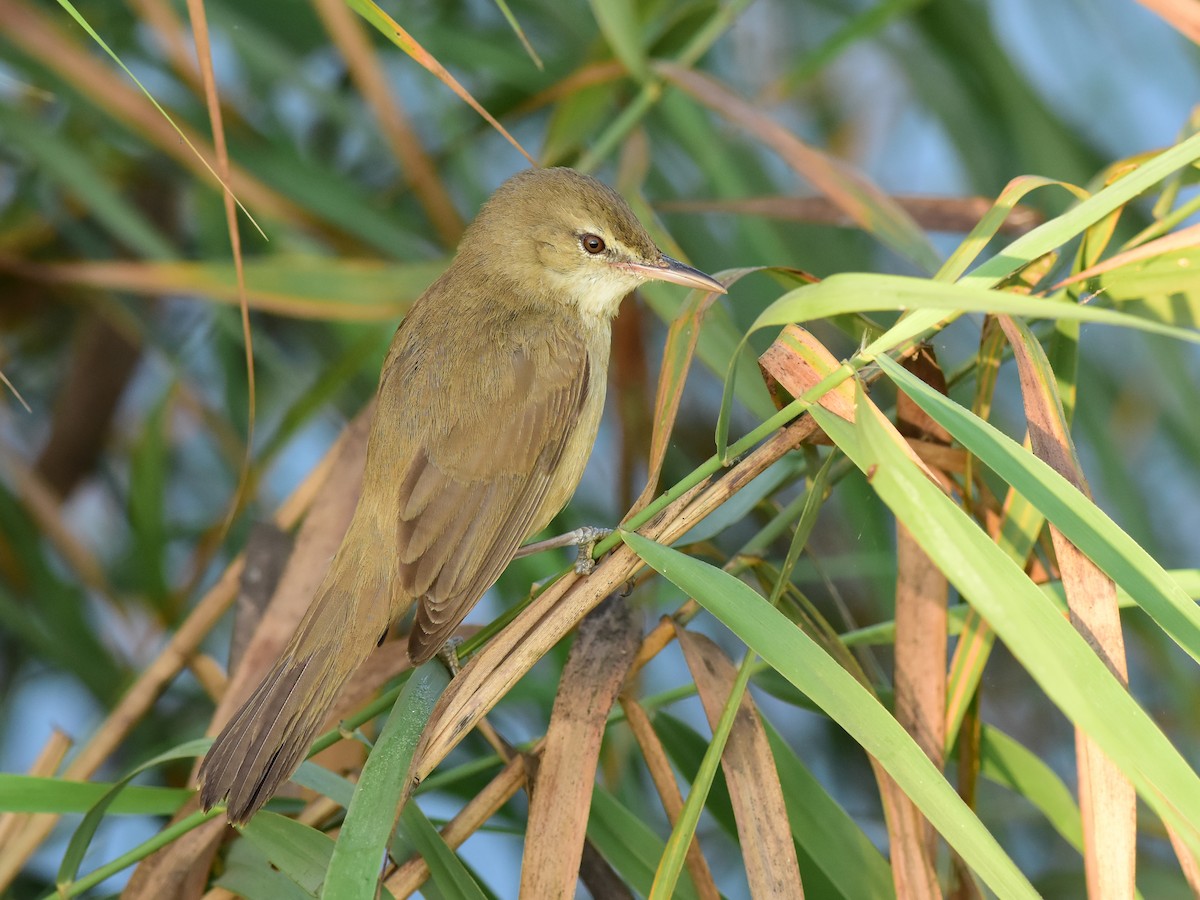 Clamorous Reed Warbler - ML535345331