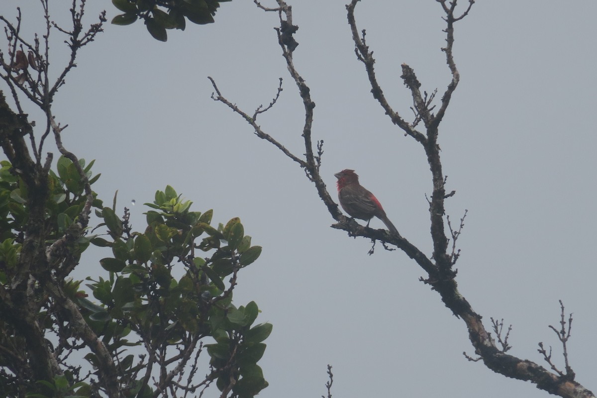 House Finch - Michael Simmons