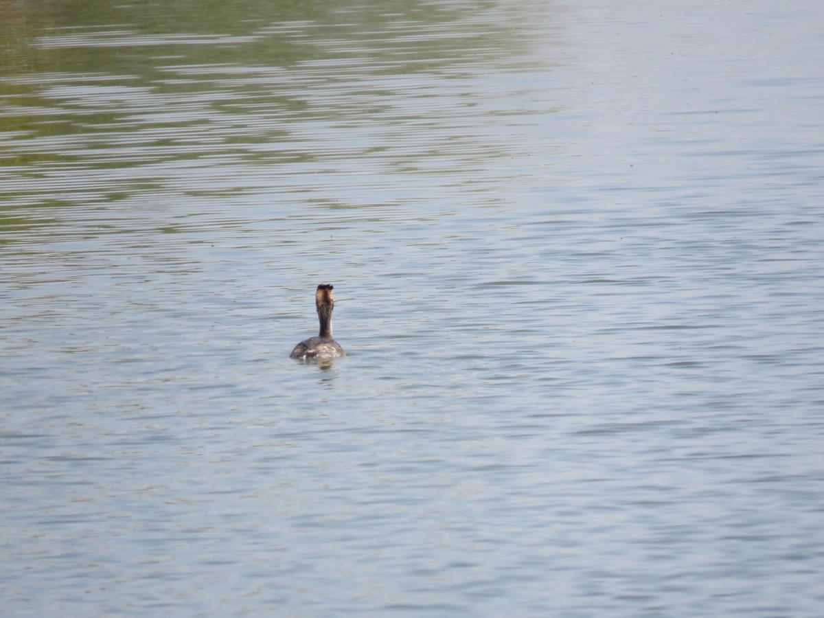 Great Crested Grebe - ML535348591