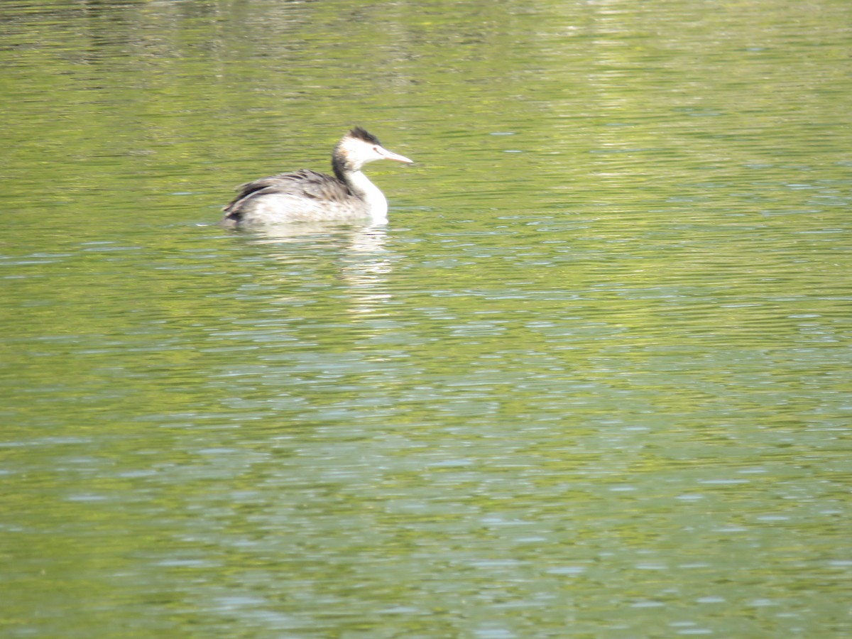 Great Crested Grebe - ML535348601