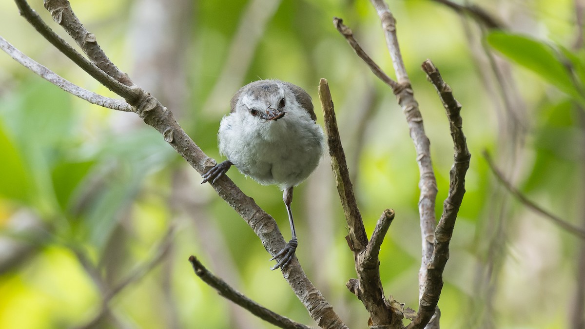 Chatham Island Gerygone - ML535350031