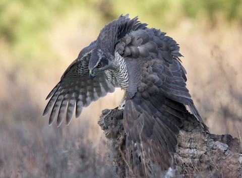 Ikki qiz va bir yigit anal onlayn