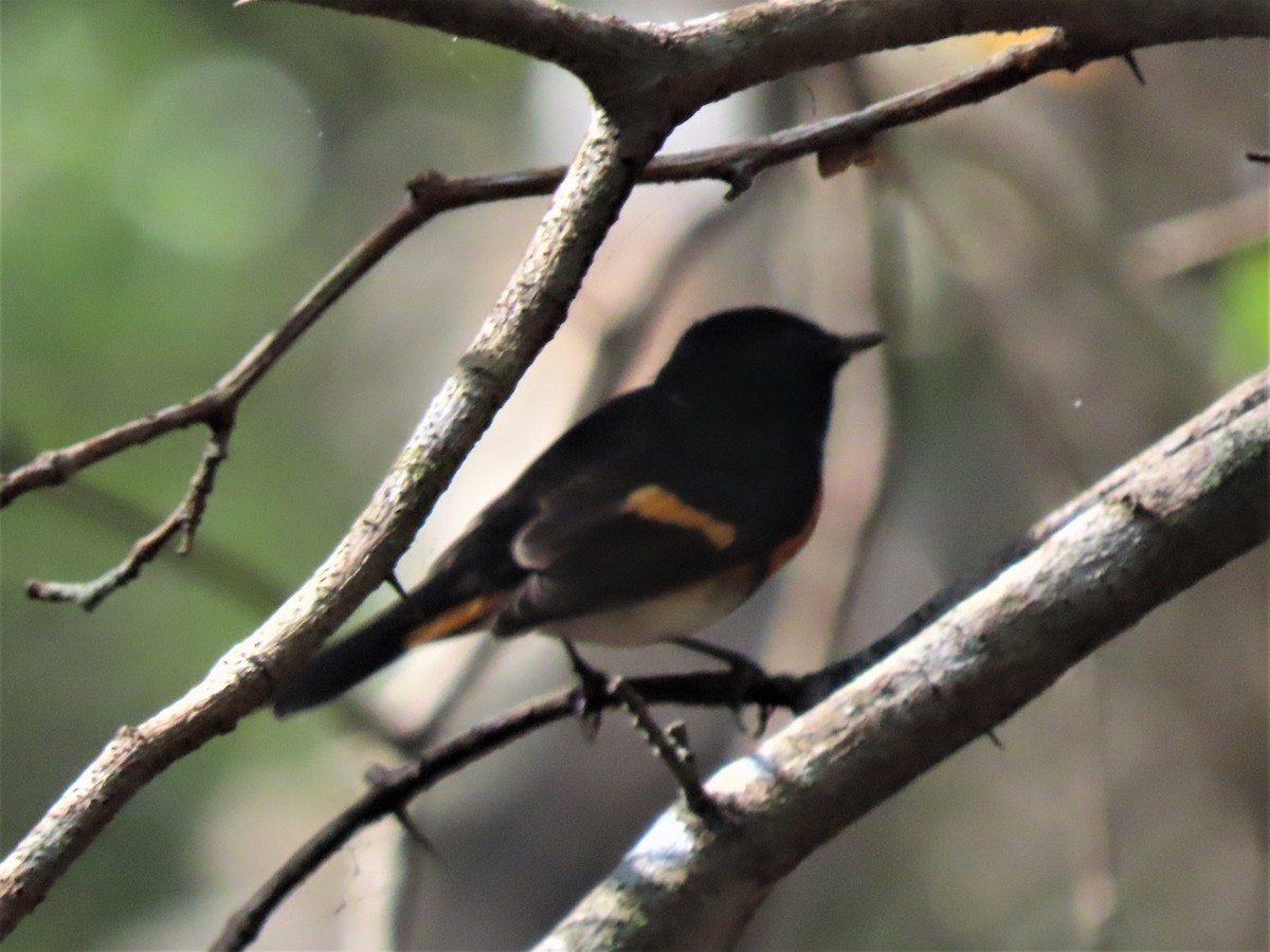 American Redstart - Doug Kibbe