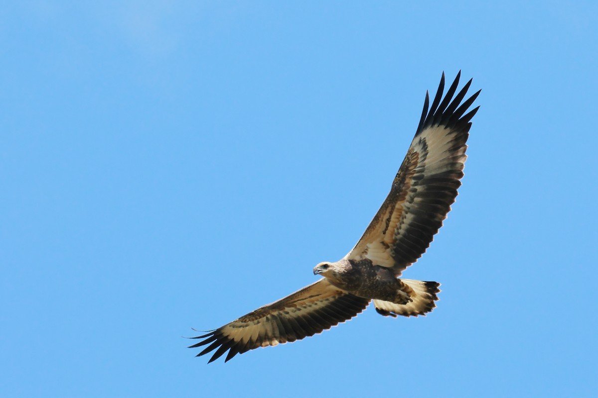 White-bellied Sea-Eagle - ML535350721