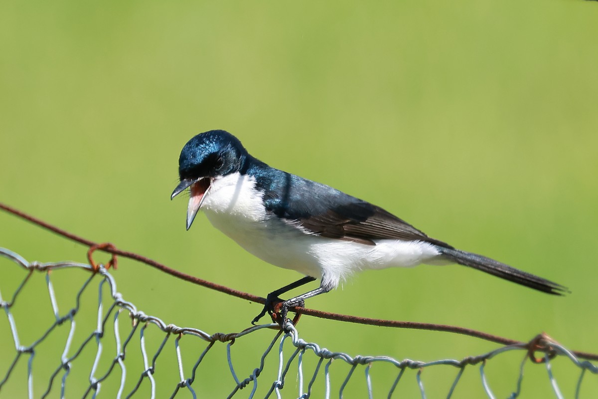 Restless Flycatcher - Michael Rutkowski