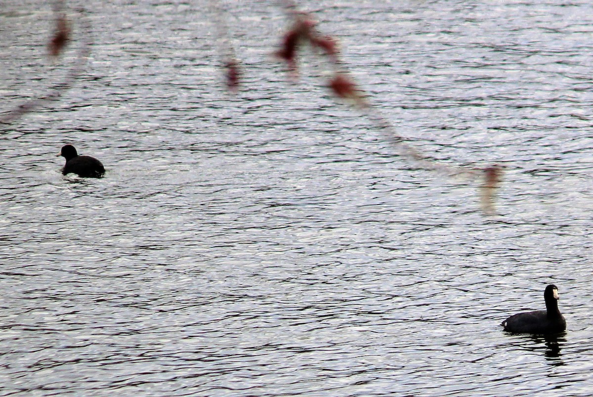 American Coot - ML53535131