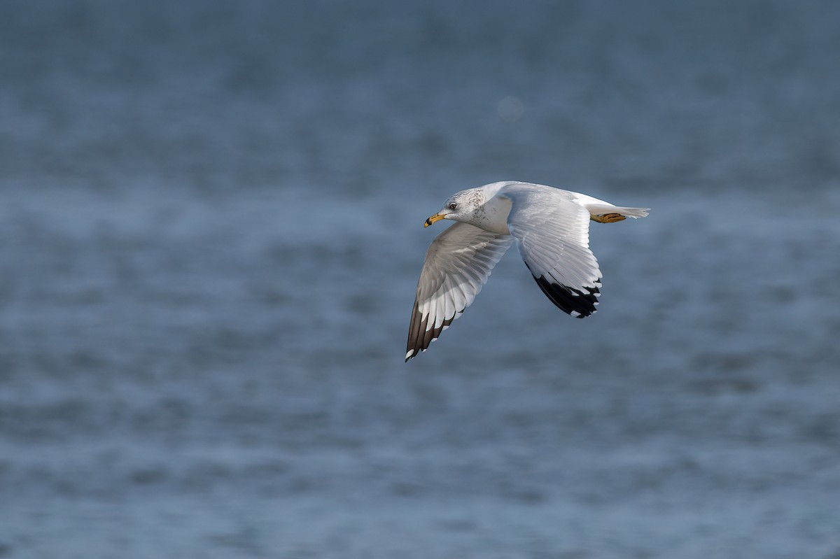 Ring-billed Gull - ML535353901