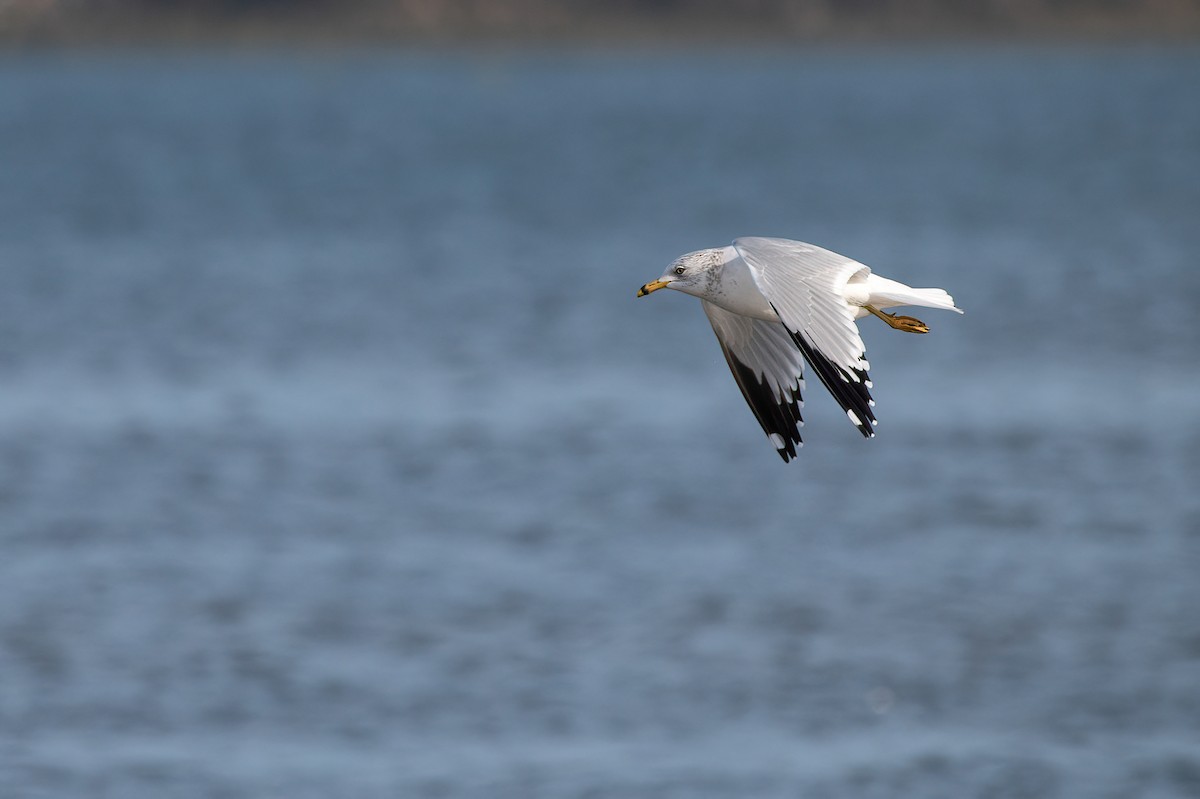 Ring-billed Gull - ML535353931