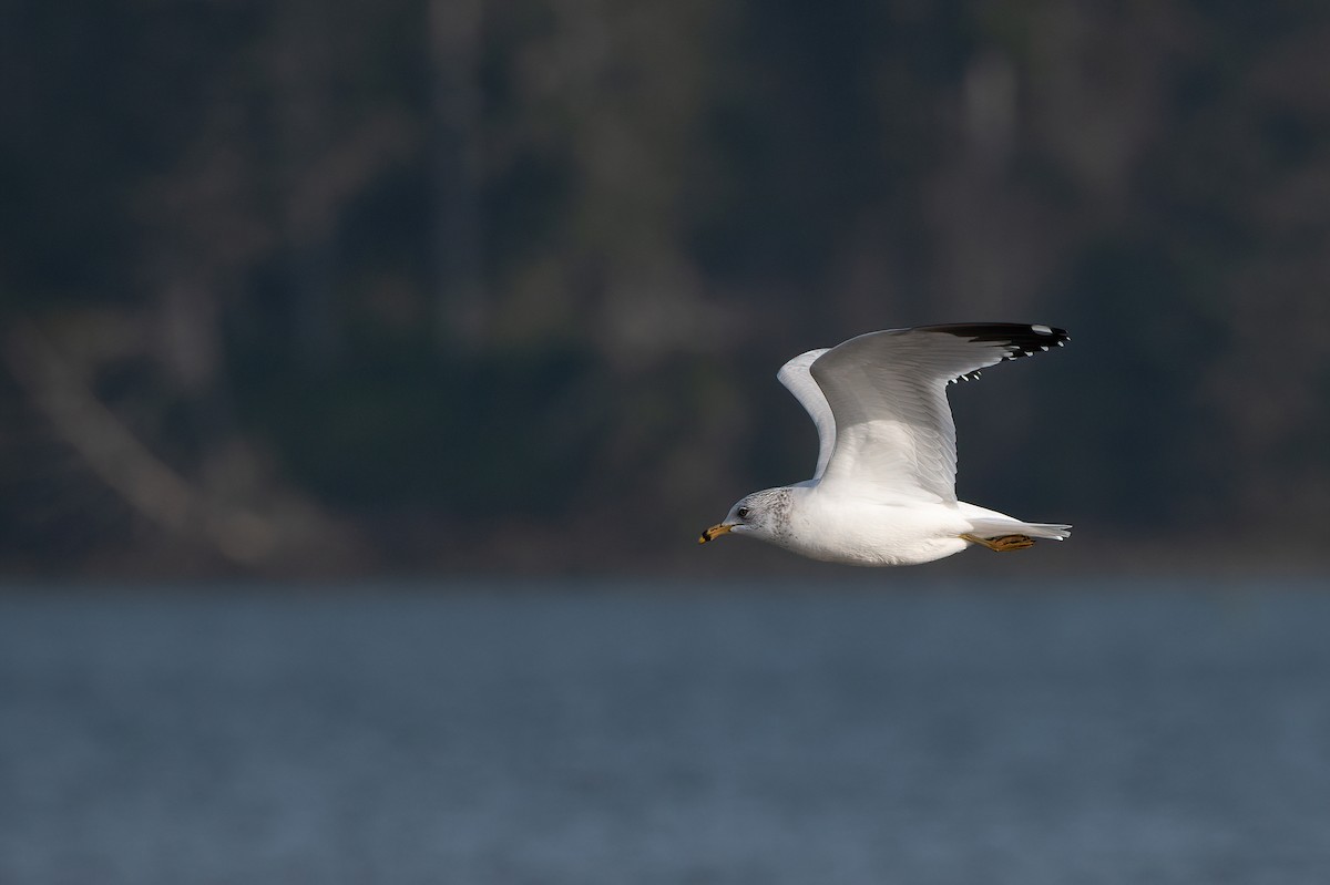 Ring-billed Gull - ML535353941