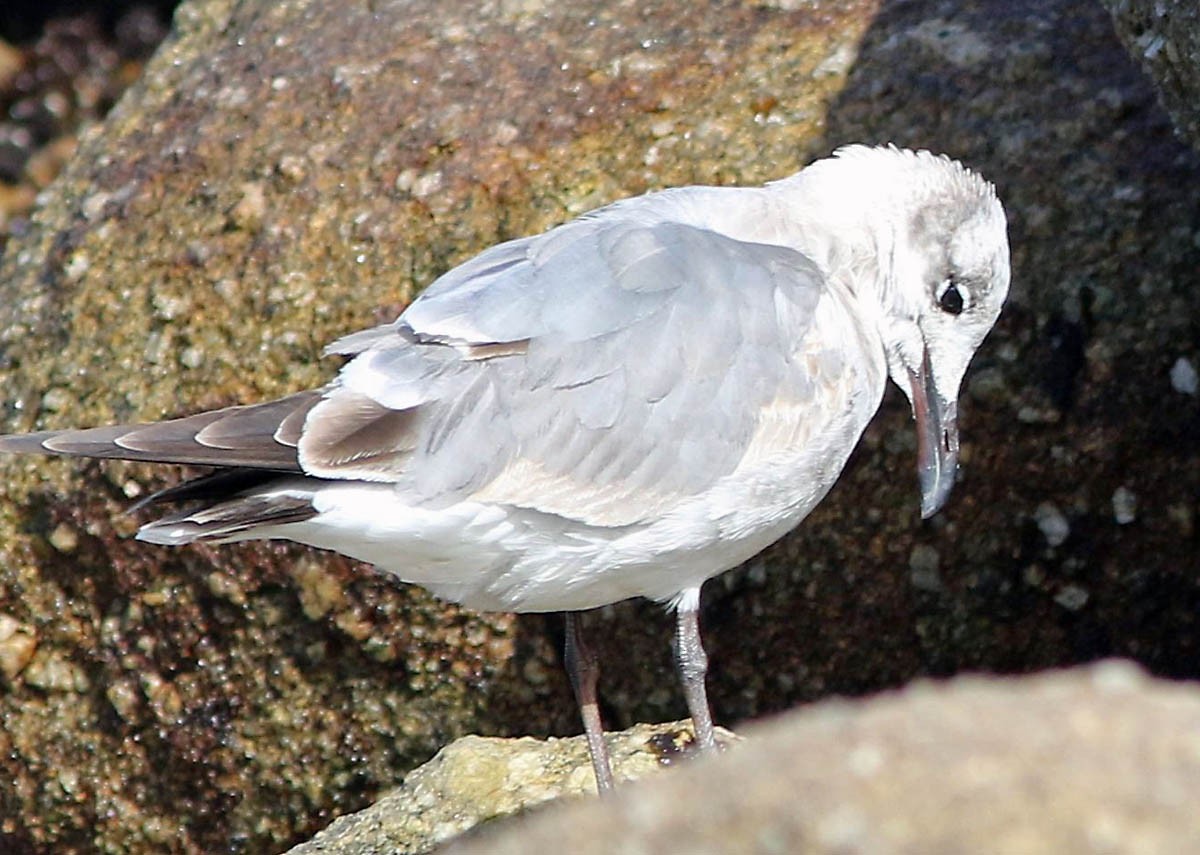 Laughing Gull - ML53535491