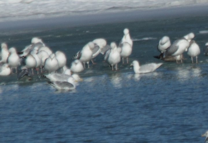 Ring-billed Gull - ML53535501