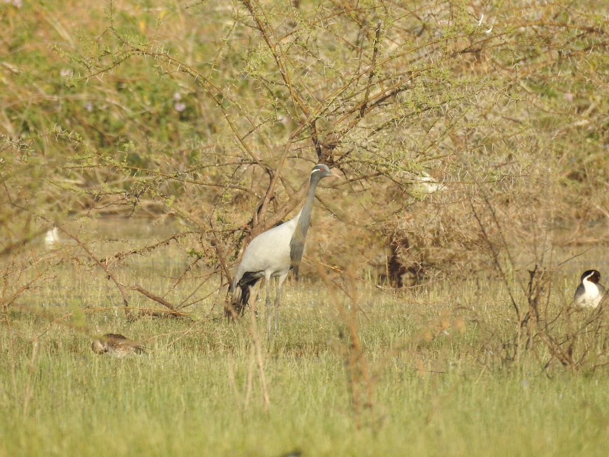 Demoiselle Crane - ML535355291