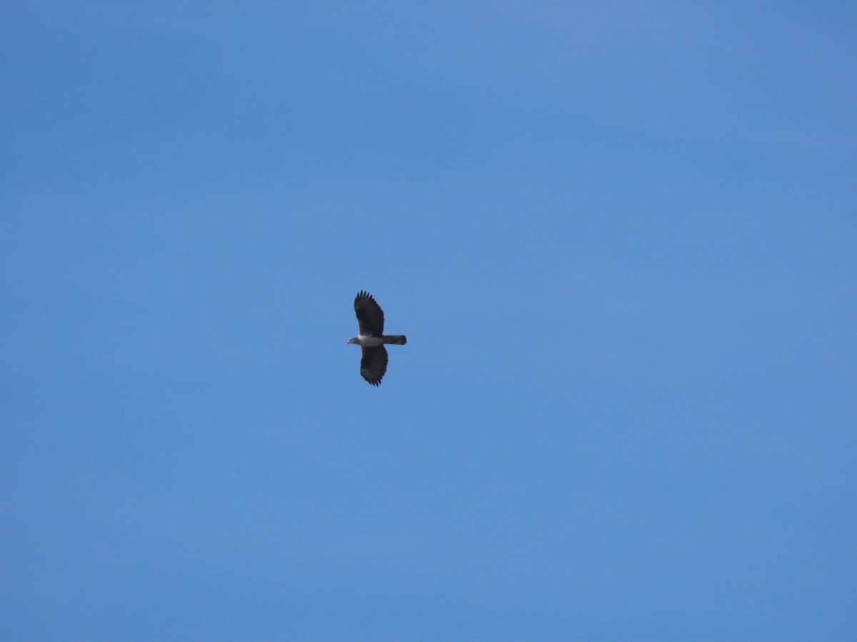 Bonelli's Eagle - Jorge Sereno Cadierno