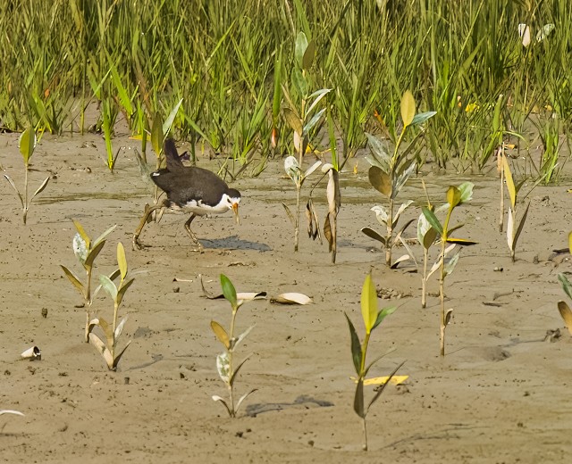 White-breasted Waterhen - ML535356831