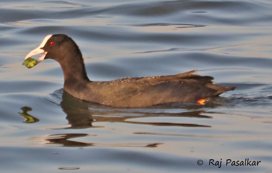 Eurasian Coot - ML535356841