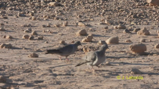 Pigeon colombin - ML535356861