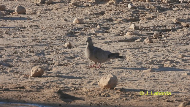 Pigeon colombin - ML535356871