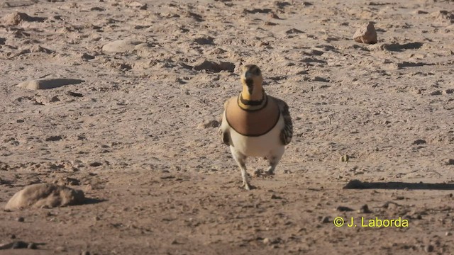 Pin-tailed Sandgrouse - ML535356921