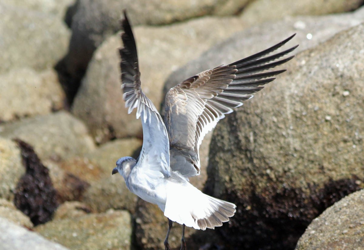 Laughing Gull - Don Roberson