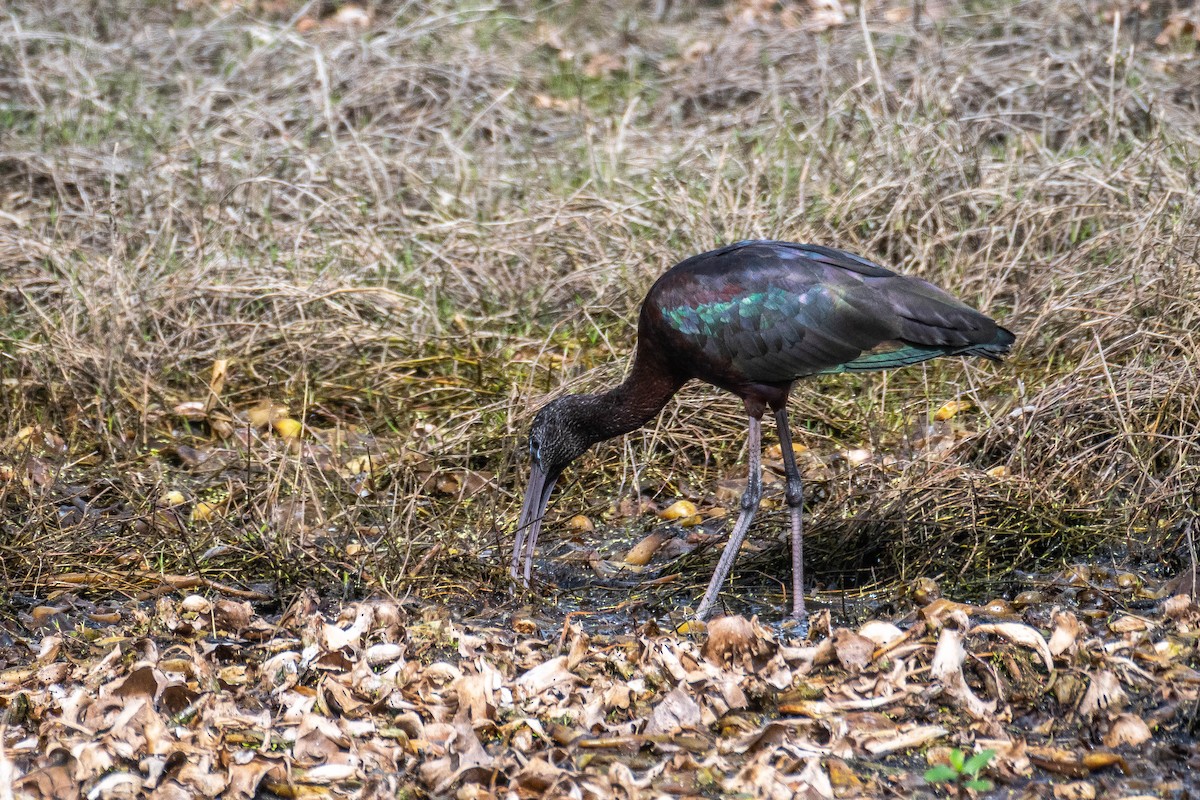 Glossy Ibis - ML535357171