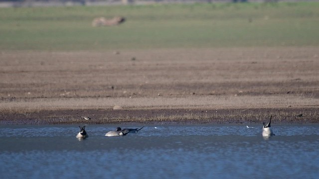 Northern Pintail - ML535357231