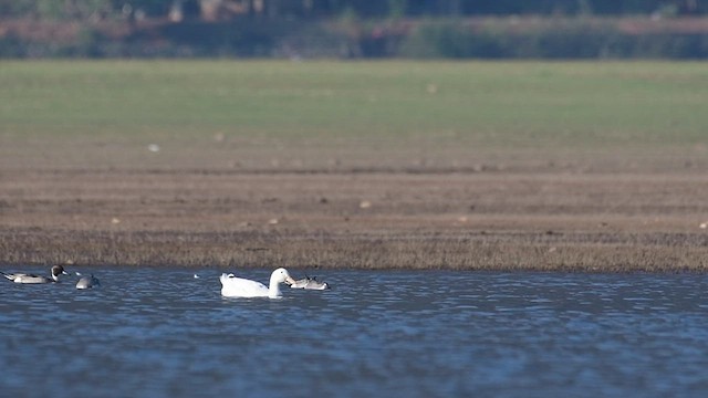 Northern Pintail - ML535357241